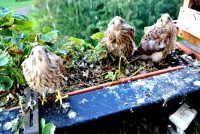 /album/a20-6-2013/hele-hele-jpg/